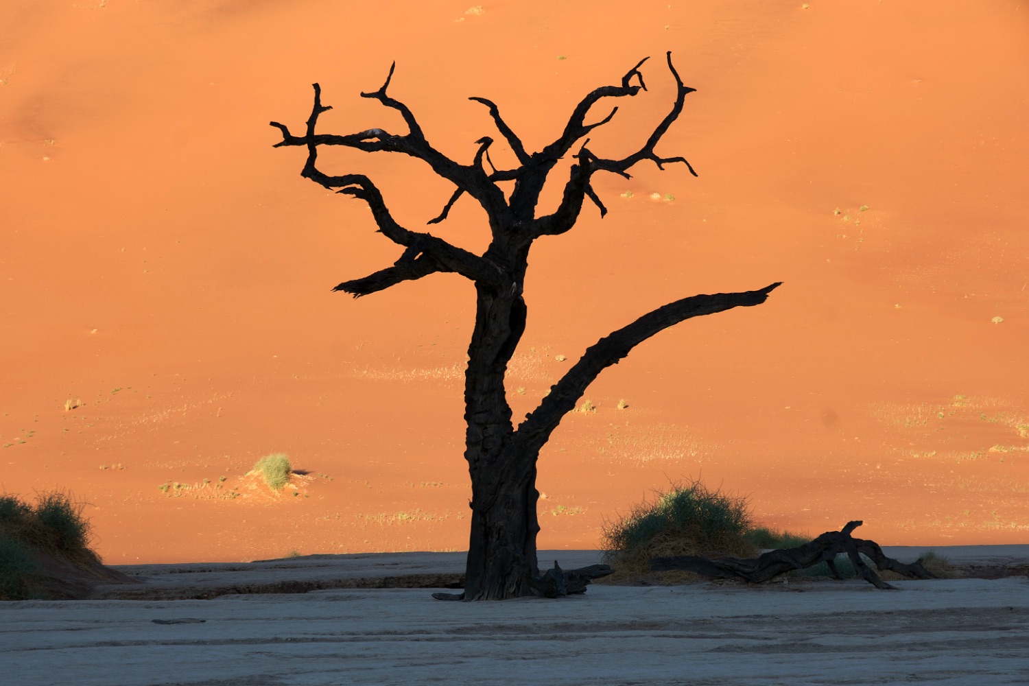 Desierto del Namib, Deadvlei