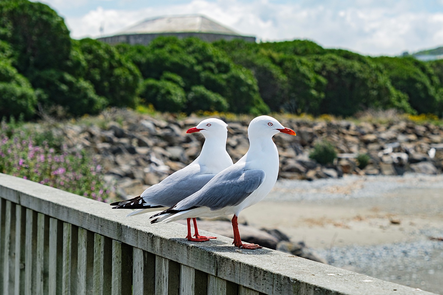 Oamaru
