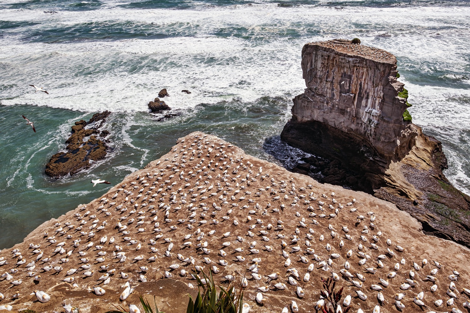 Muriwai, colonia de alcatraces