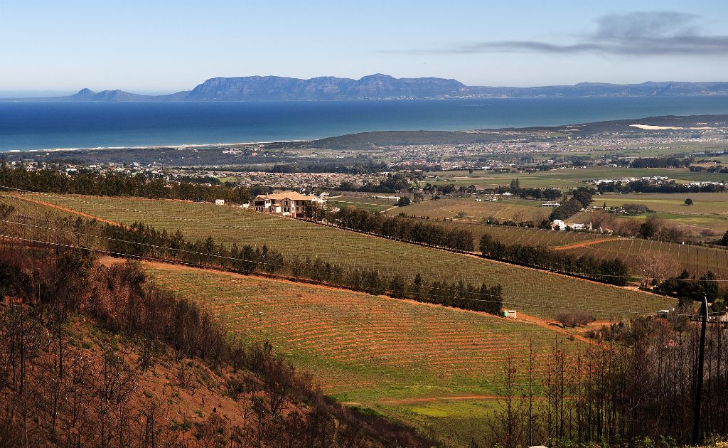 Stellenbosh, viñedos