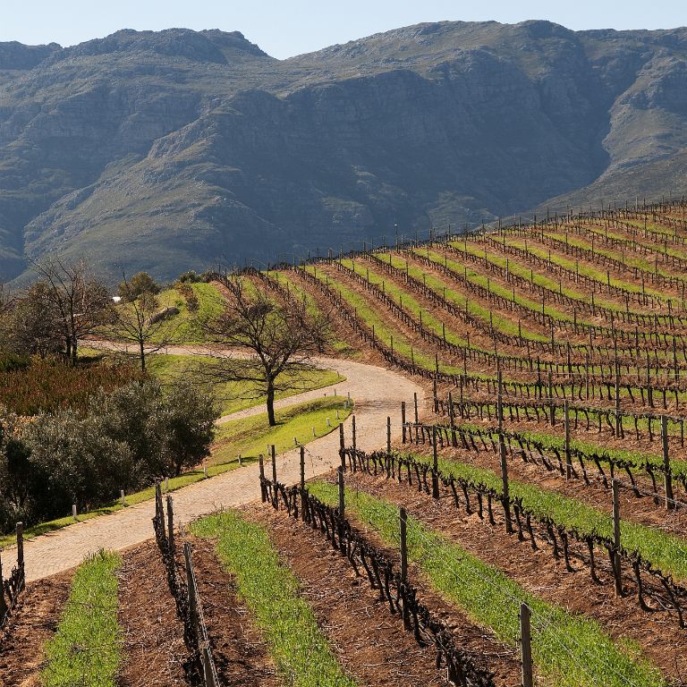 Stellenbosh, viñedos