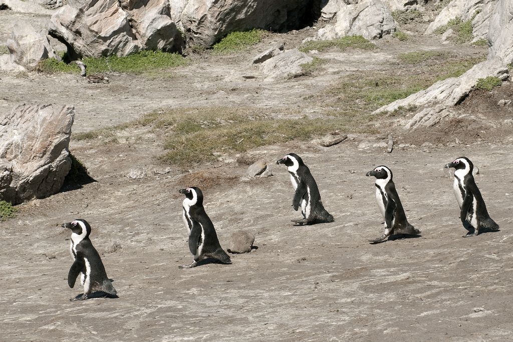 Betty's Bay, pingüinos africanos