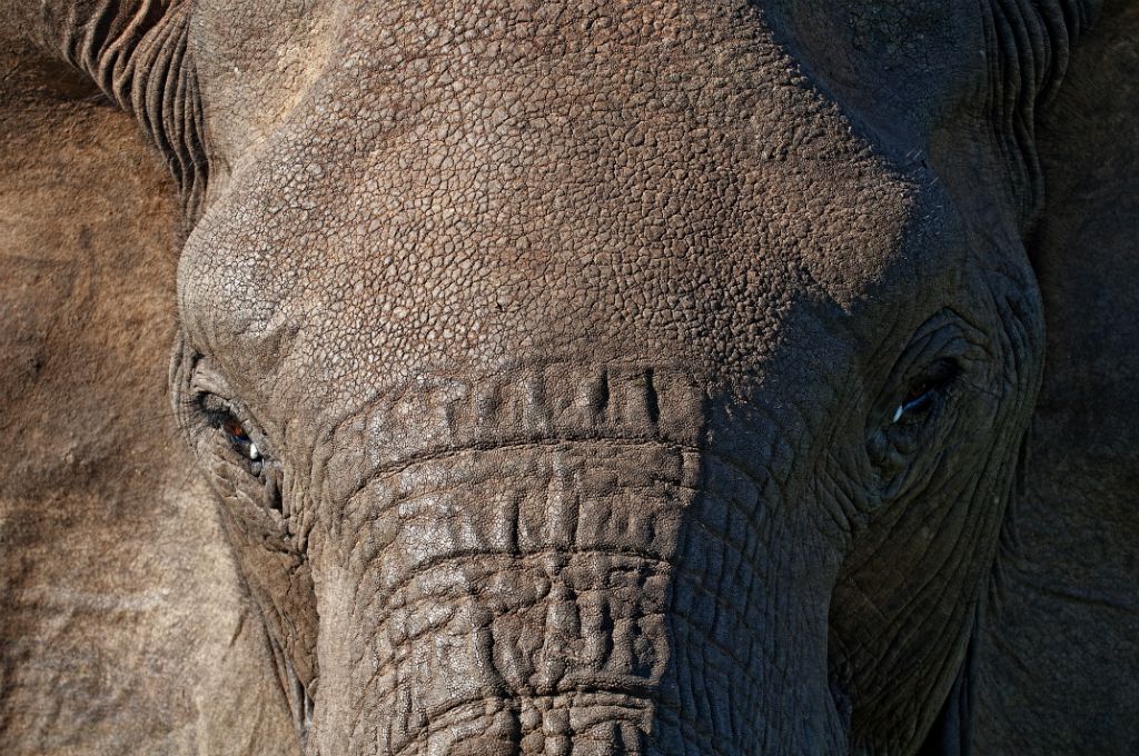 Port Elizabeth, Addo Elephant National Park