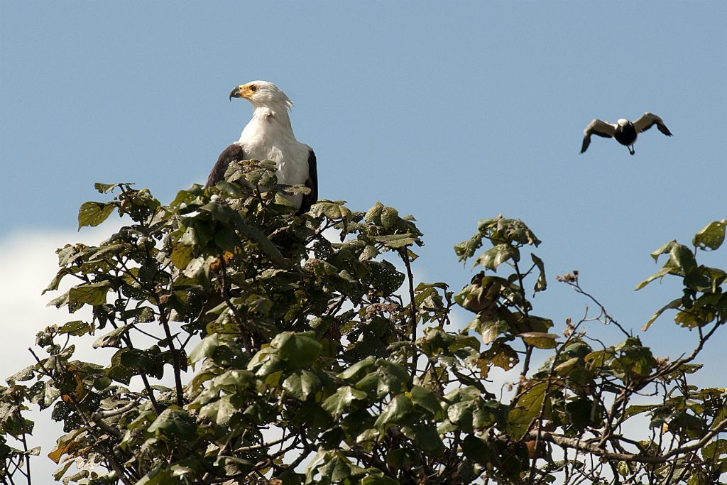 Estuario de St. Lucia, águila pescadora