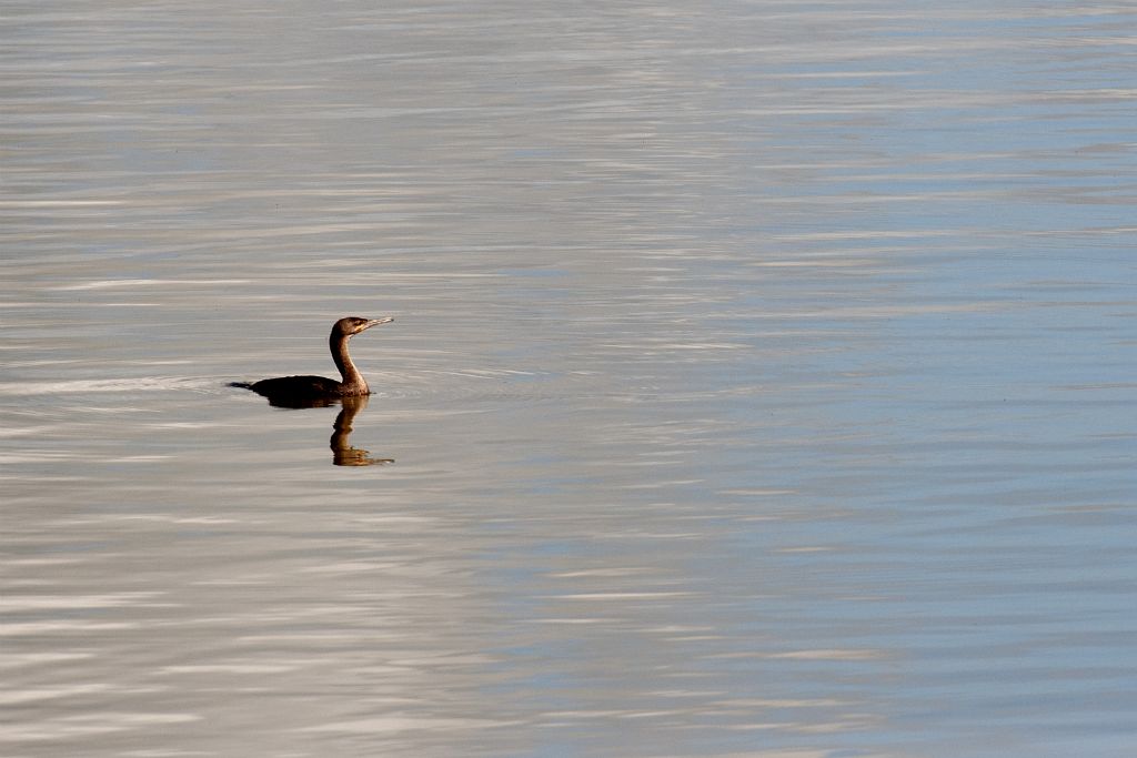 Estuario de St. Lucia