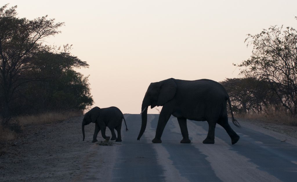Kruger National Park, elefantes
