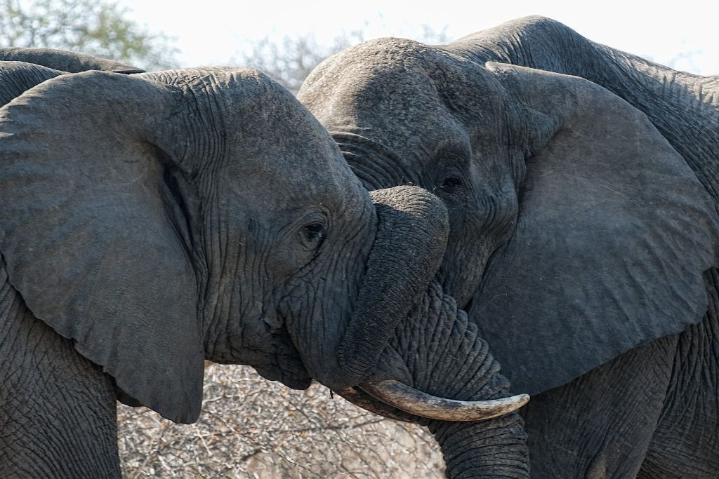 Kruger National Park, elefantes