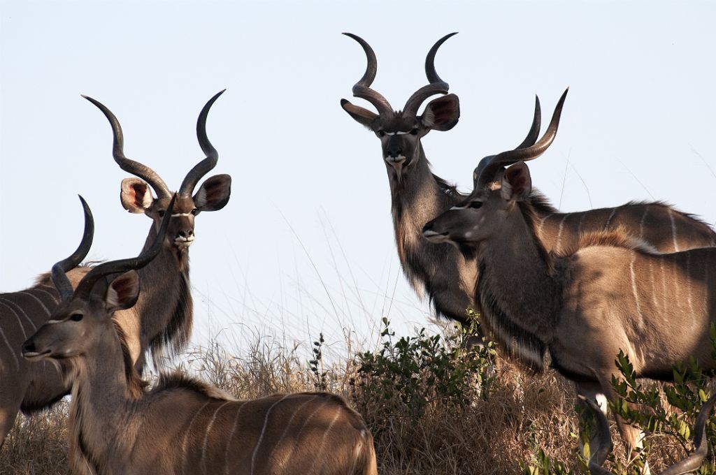 Kruger National Park, kudús
