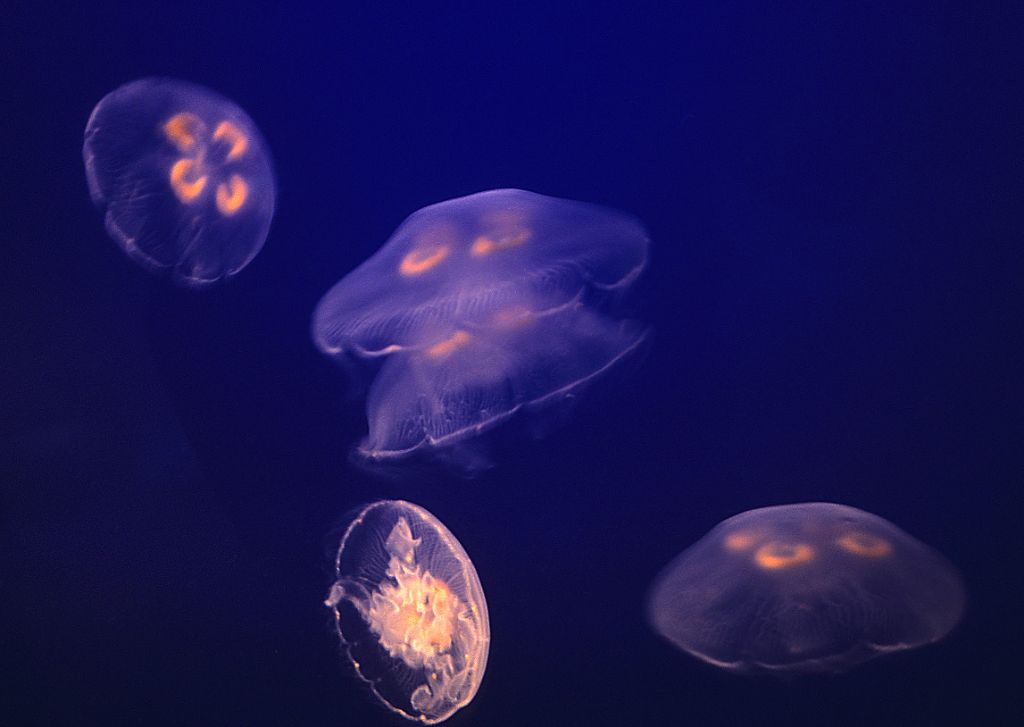 Medusas en el acuario de Vancouver (Canadá), 2000