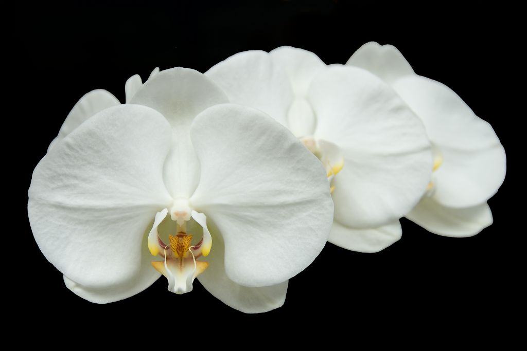 Orquídeas en el Mercado de las Flores de Paris, 2006