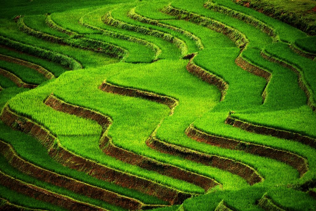 Arrozales en terrazas en las montañas de Sapa (Vietnam), 2007