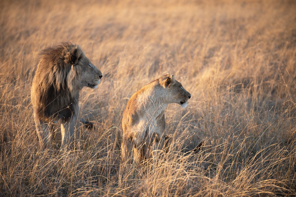 Delta del Okavango (Botsuana), 2019