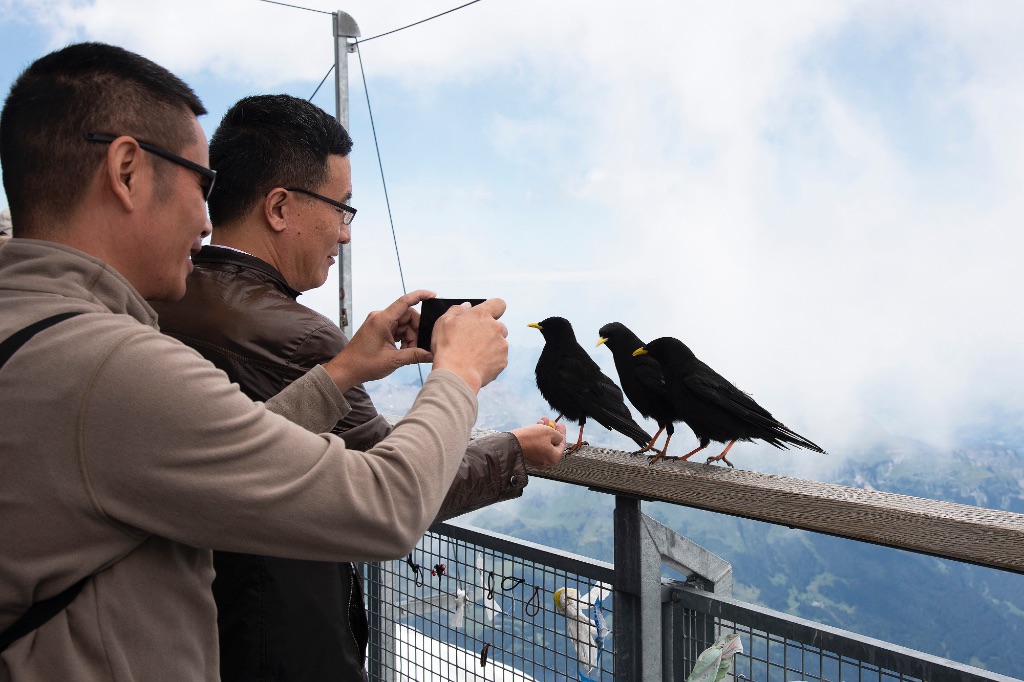 Mirador en la montaña Jungfrau (Suiza), 2019